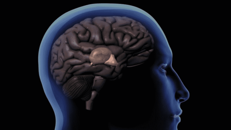 Imagem da localização da glândula pineal no cérebro humano