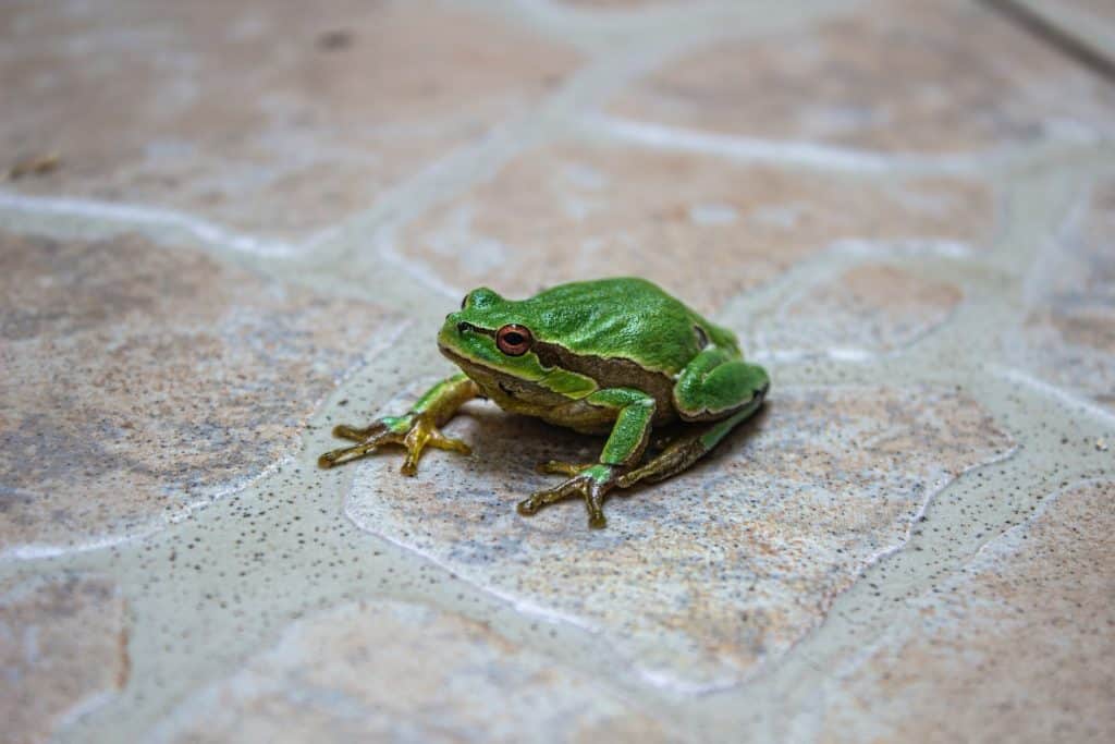 Um pequeno sapo verde sobre um piso.