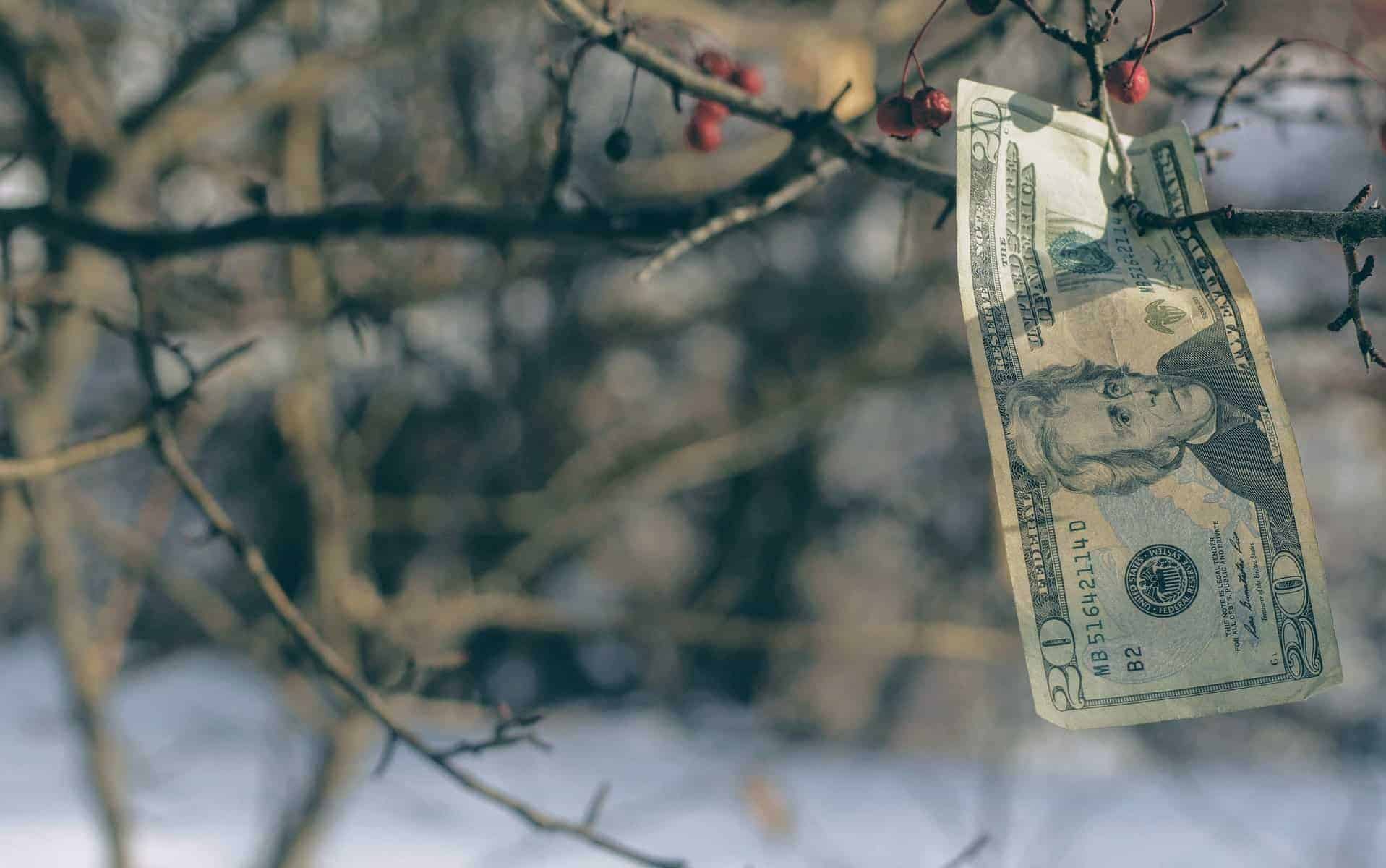 Galhos de árvore com uma nota de dinheiro.
