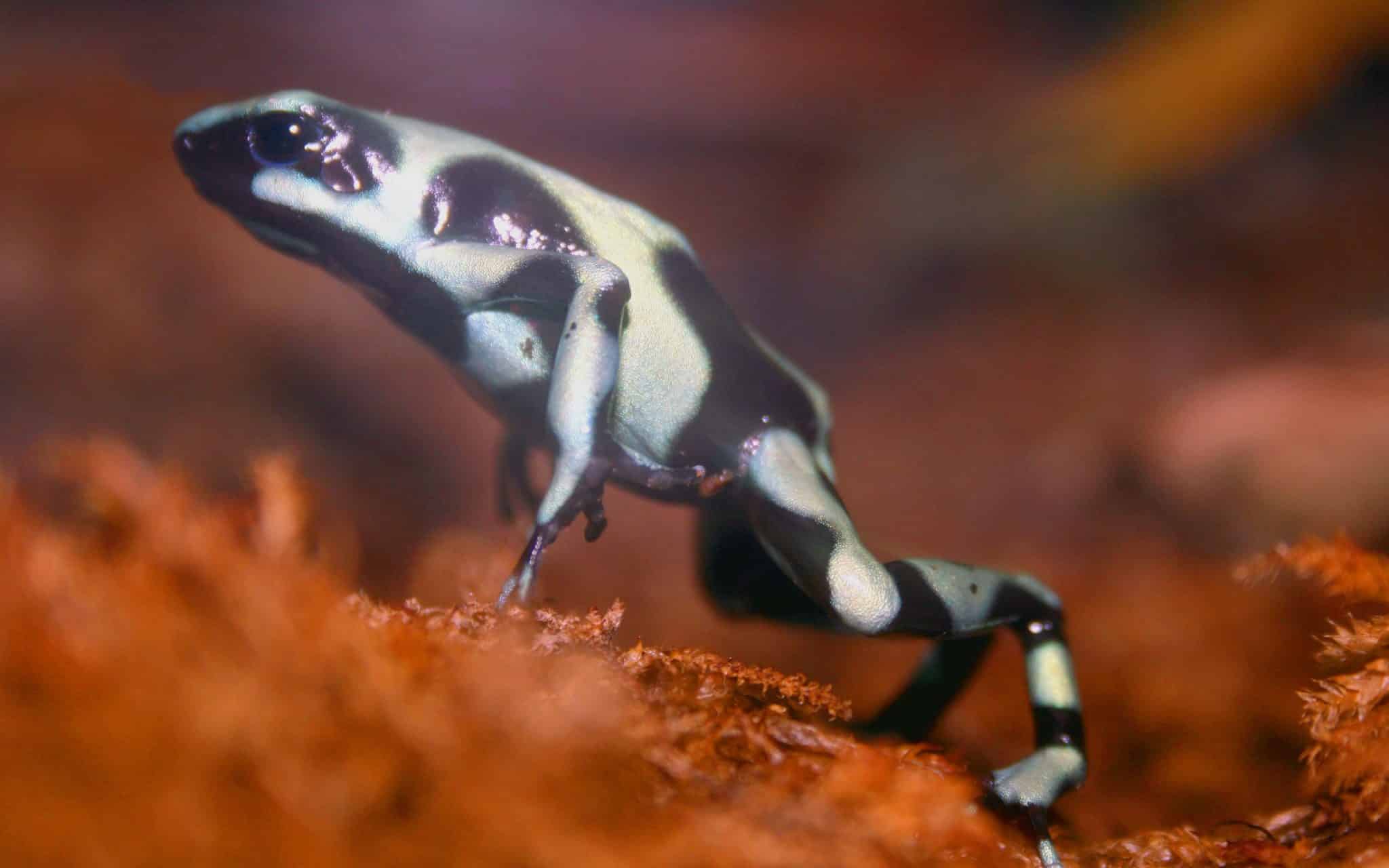 Um sapo de coloração mesclada entre preto e branco dando impulso para pular.