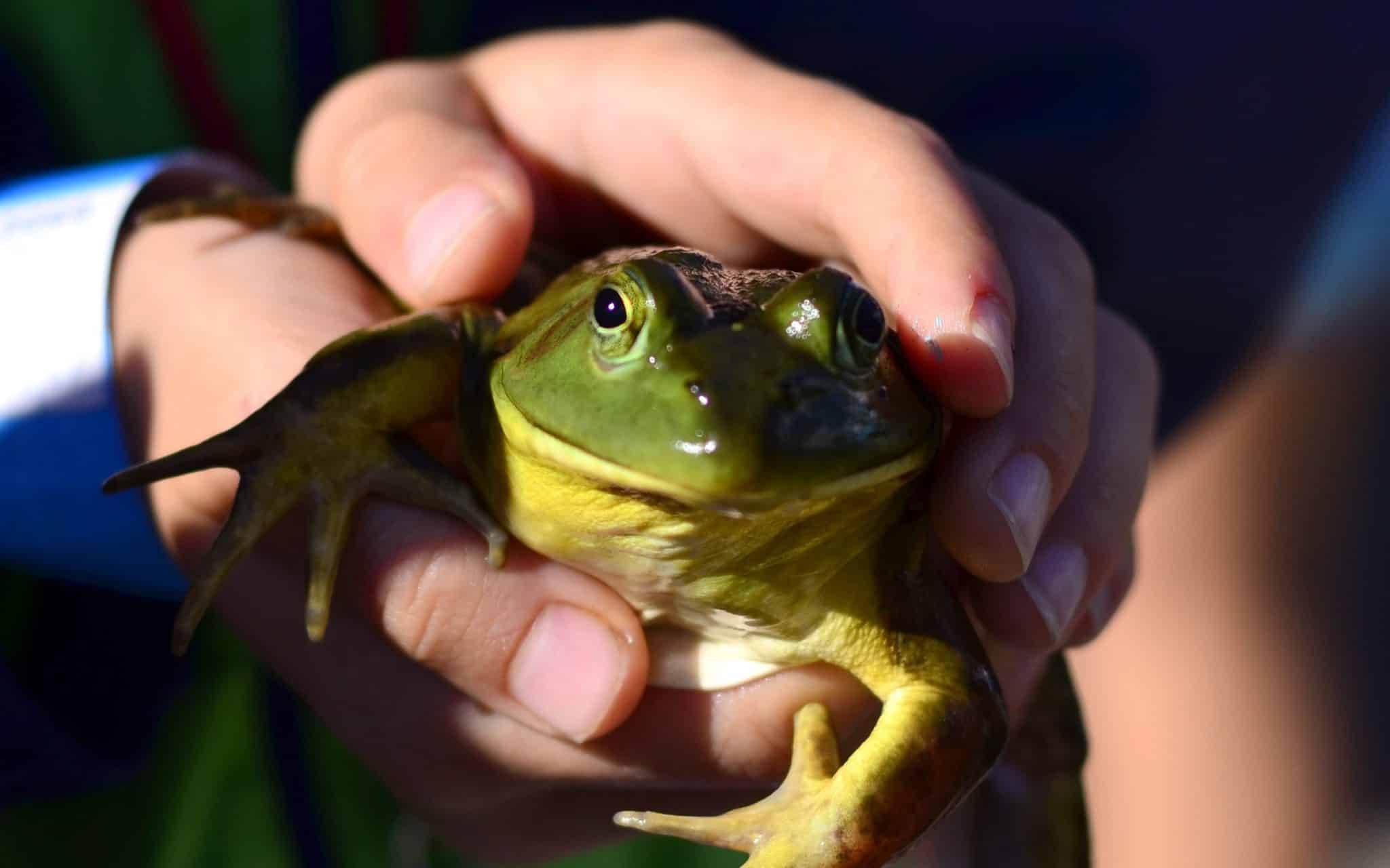 Duas mãos segurando um sapo verde.