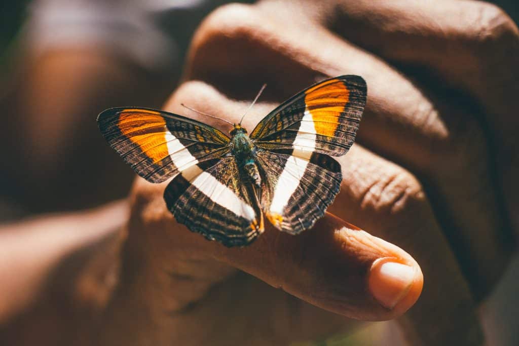 Borboleta pousada em uma mão.