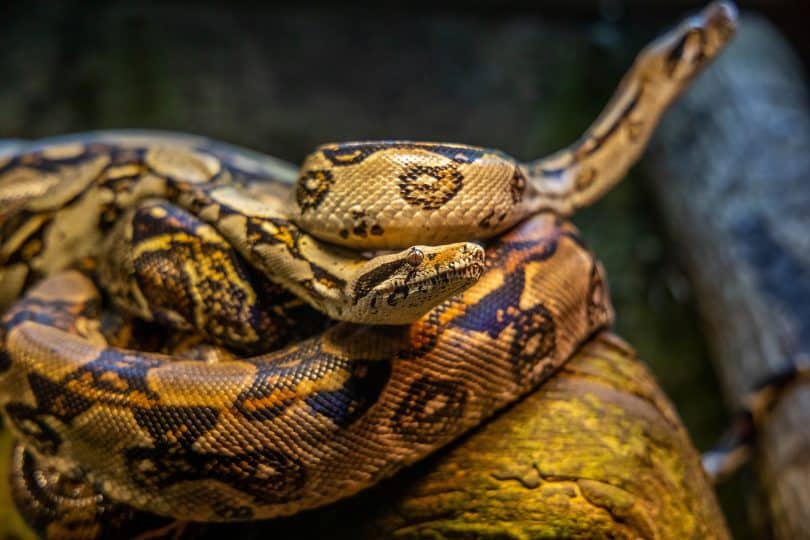 Duas cobras uma ao lado da outra