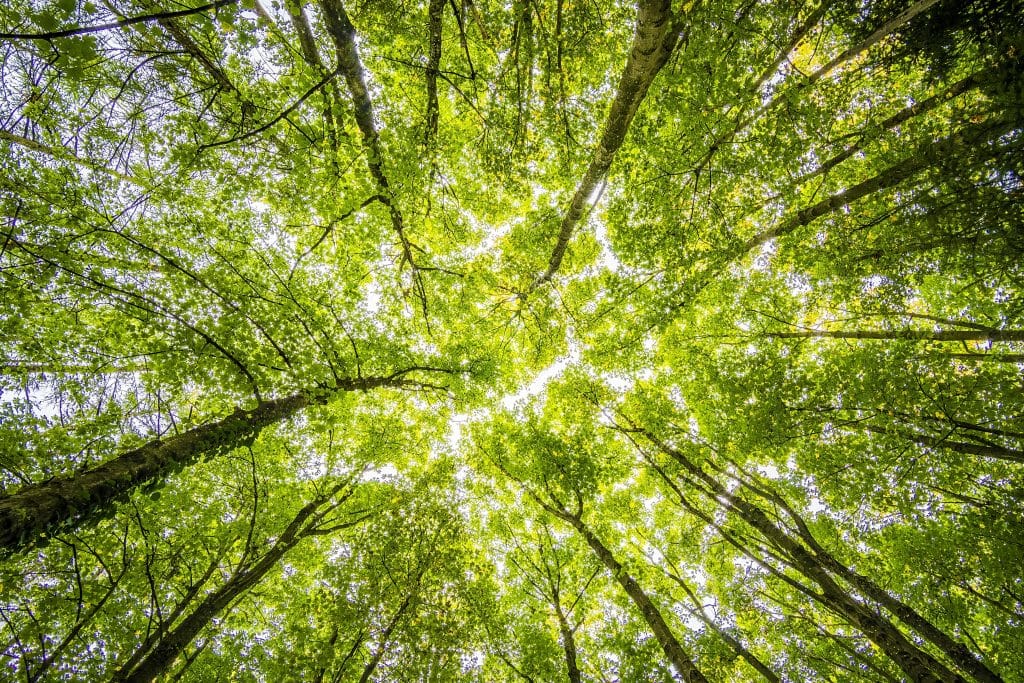 Árvores de uma floresta sendo vistas de baixo para cima