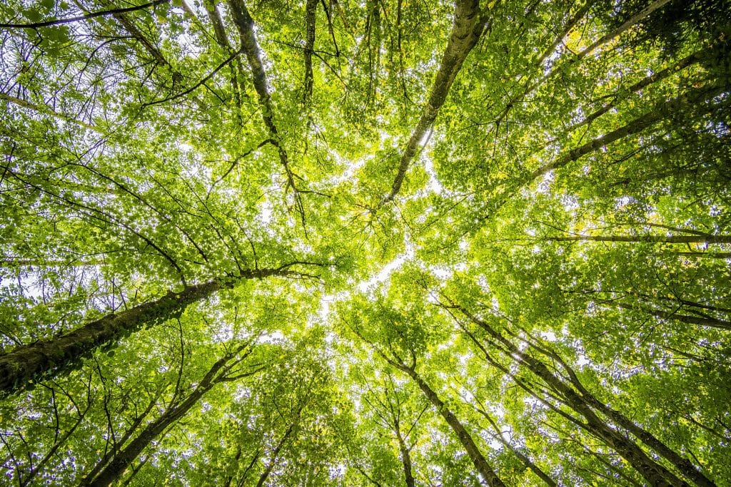 Árvores de uma floresta sendo vistas de baixo para cima 