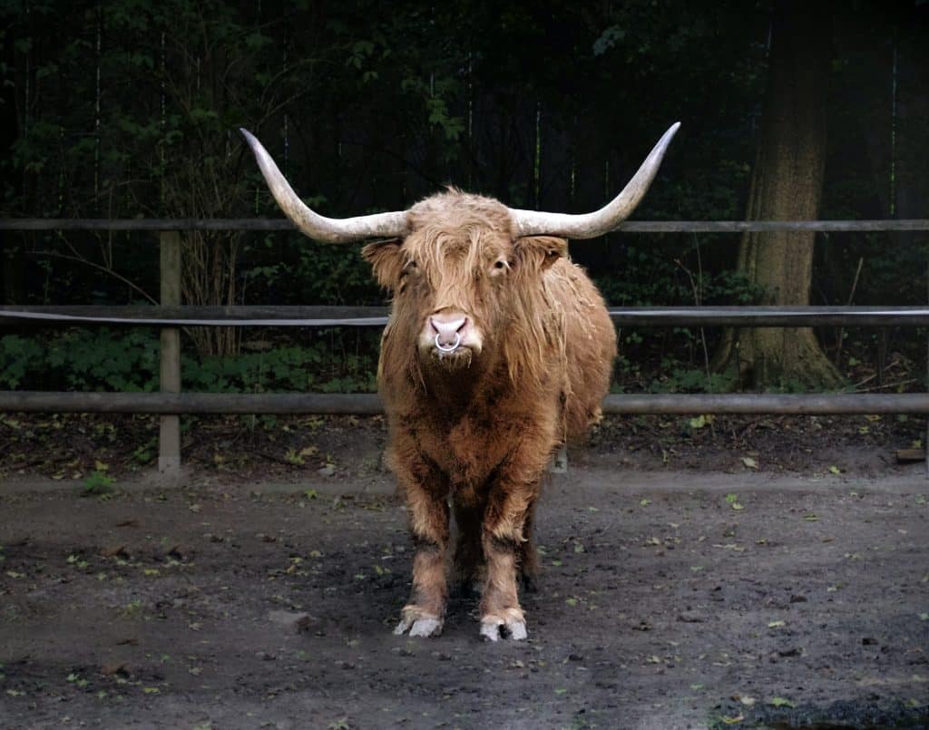 Boi de frente de um cercado