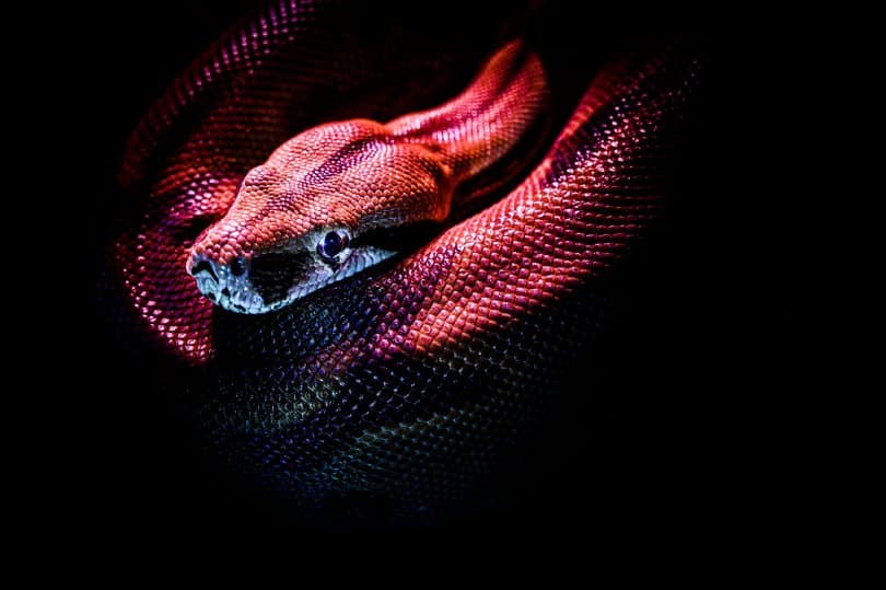 Imagem aproximada de uma cobra vermelha