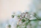Aliança em uma flor