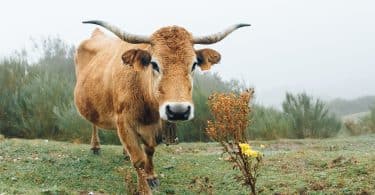 Boi olhando para frente em um campo de gramado