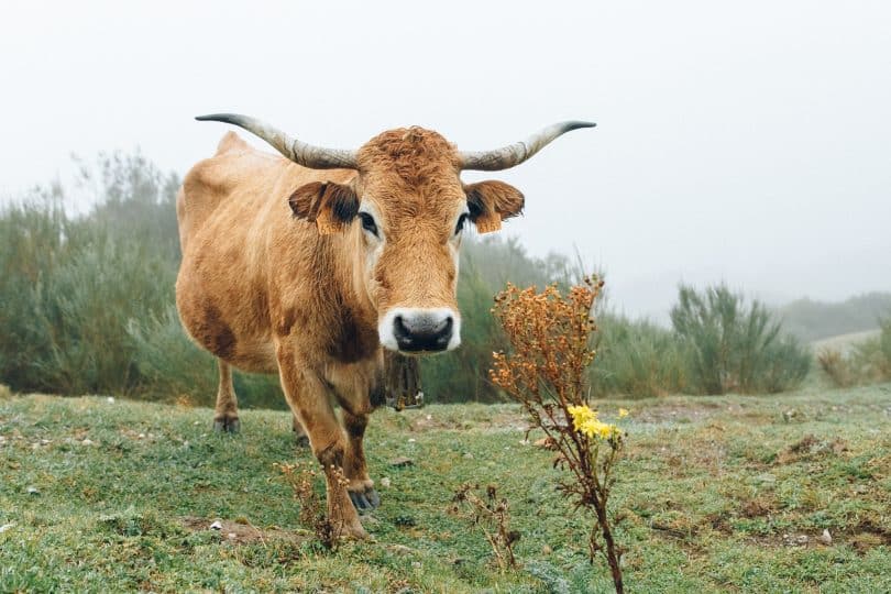 Boi olhando para frente em um campo de gramado