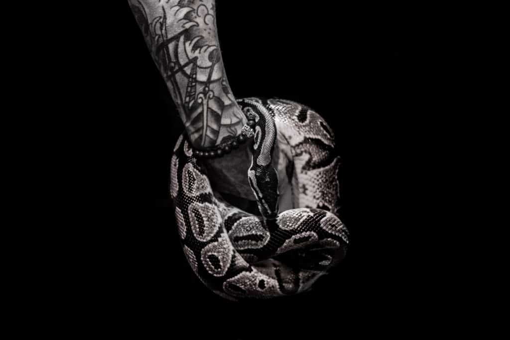 Cobra preta na mão de um homem