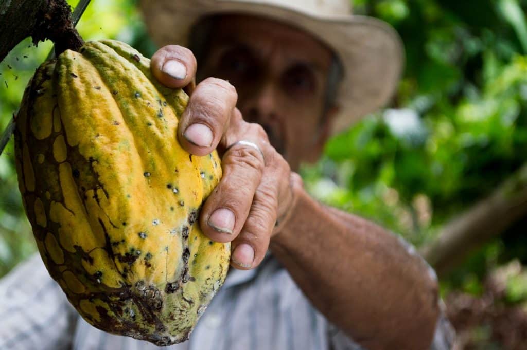 Um homem colhendo um fruto de cacau.