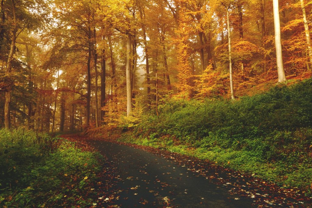 Estrada numa floresta.