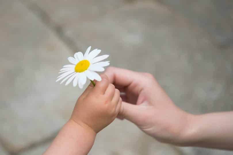 Mulher branca dando flor para criança.