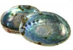 A concha abalone.