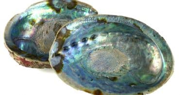 A concha abalone.