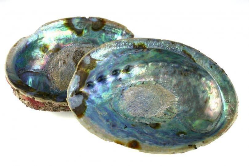 A concha abalone.