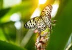 Borboleta pousada no galho de uma árvore