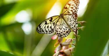 Borboleta pousada no galho de uma árvore