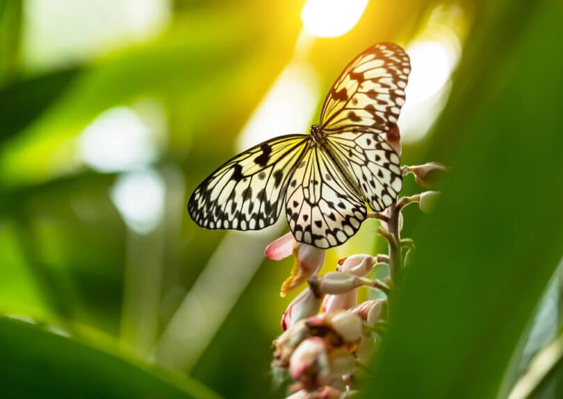 Borboleta pousada no galho de uma árvore