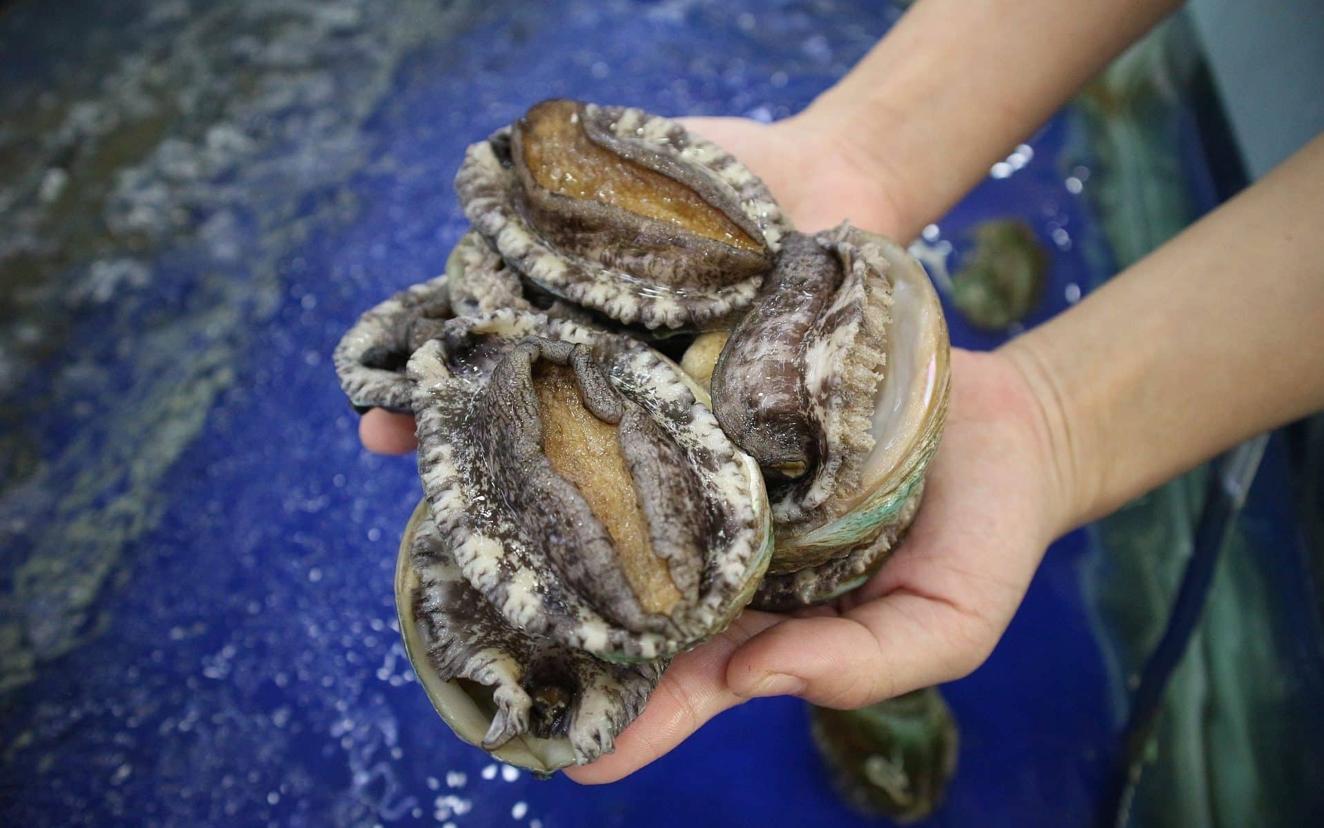 A concha abalone após ser retirada de seu habitat natural.