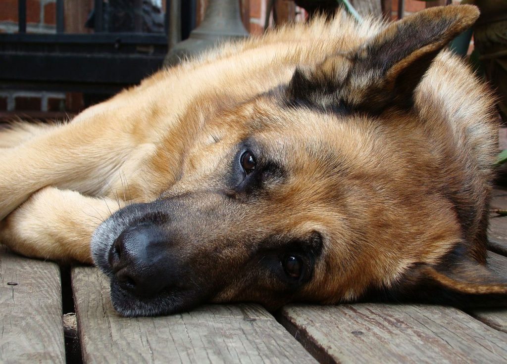 Um cachorro deitado. Ele tem uma expressão triste.