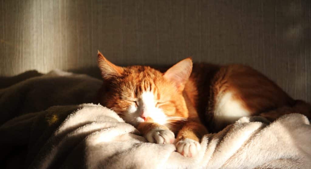 Um gato laranja dormindo.