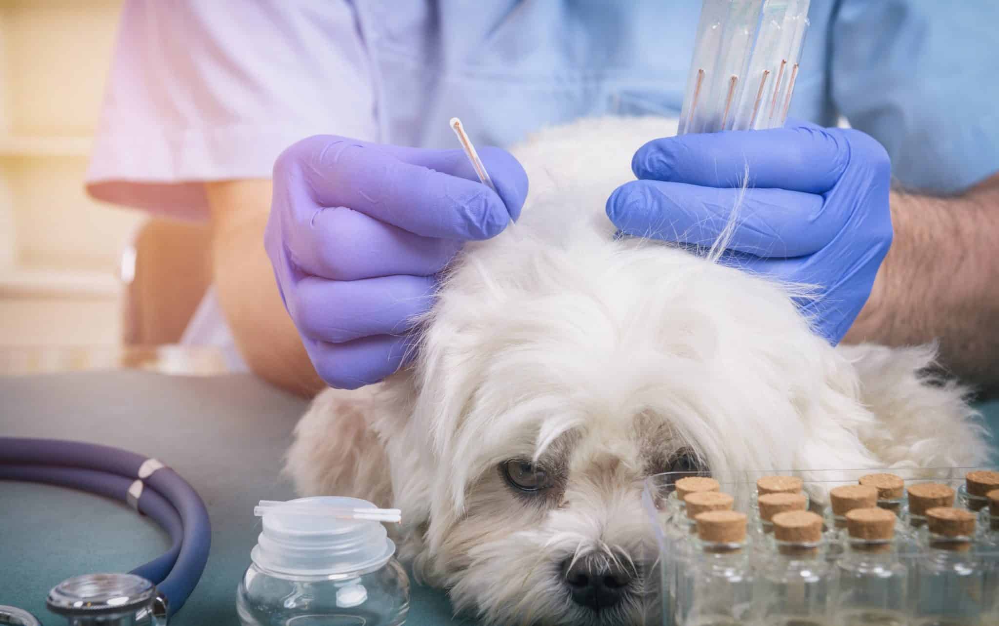 Uma pessoa fazendo acupuntura sobre a pele de um cachorro poodle.