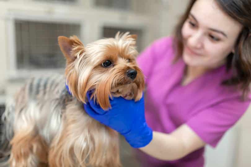 Uma mulher segurando, pelo pescoço, um cachorro.