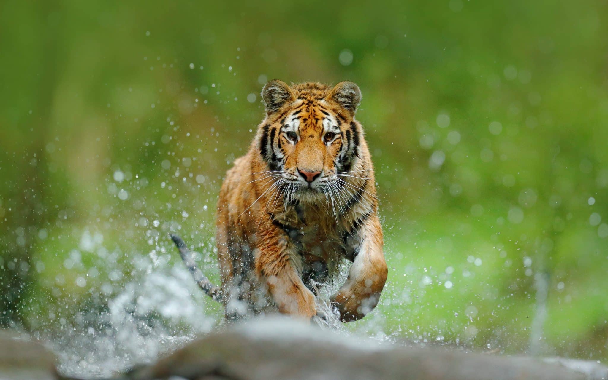 Um tigre caminhando numa corrente baixa d'água.