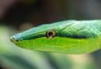 Foto aproximada de uma cobra verde
