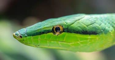Foto aproximada de uma cobra verde