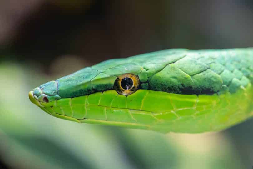 Foto aproximada de uma cobra verde