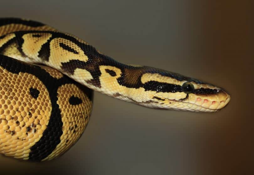 Foto aproximada de uma cobra