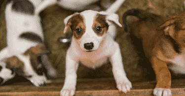 Cachorros para adoção