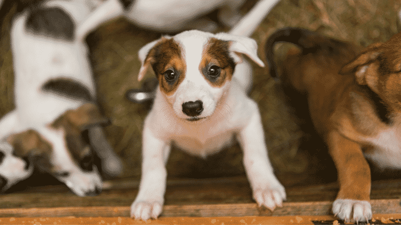 Cachorros para adoção