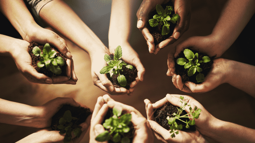 Pessoas segurando mudas de plantas