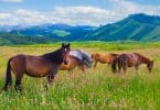 Cavalos em um campo.