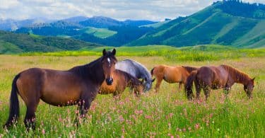 Cavalos em um campo.