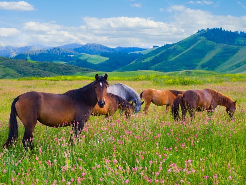 Cavalos em um campo.