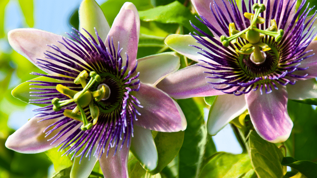 Duas flores de maracujá em um jardim