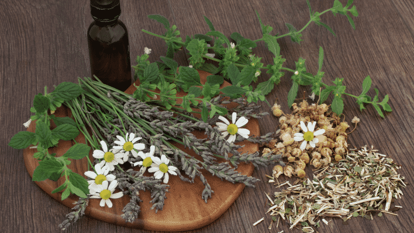 Diversas ervas medicinais sobre uma mesa de madeira
