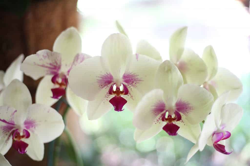 Orquídeas brancas.