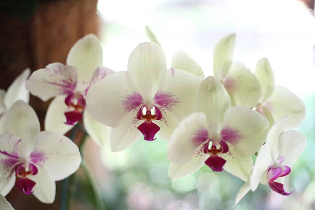 Orquídeas brancas.