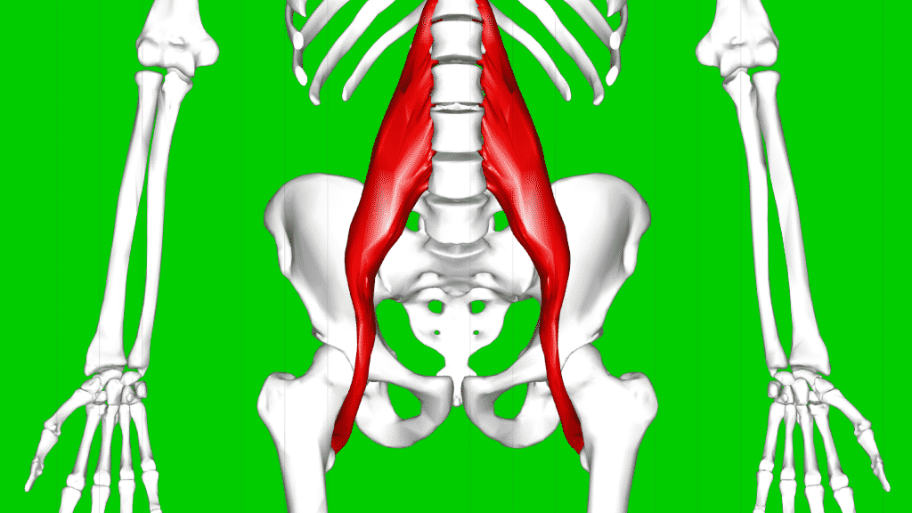 Ilustração do músculo iliopsoas em um esqueleto humano