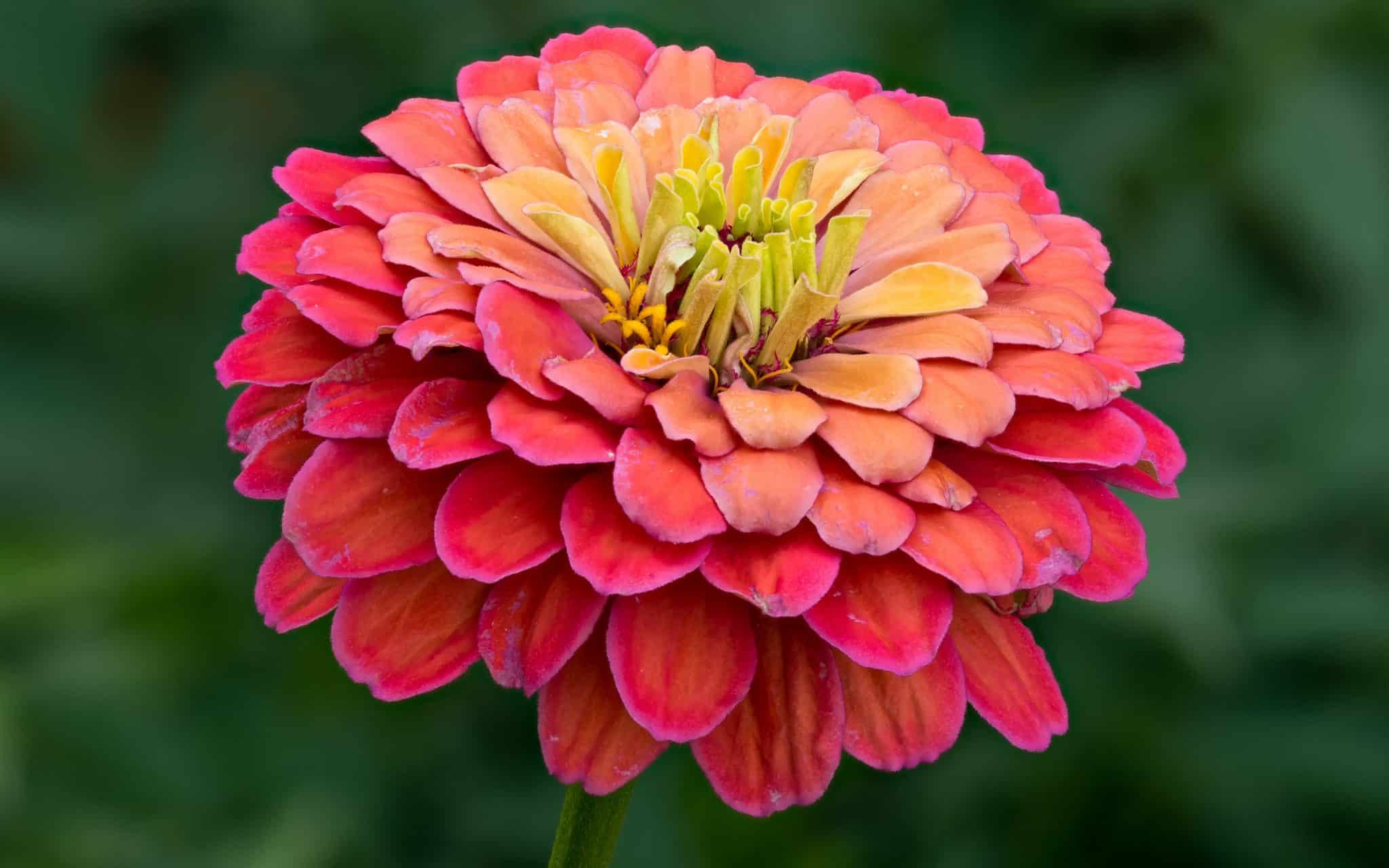 Flor de zinnia vermelha.