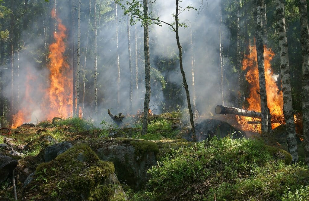 Uma floresta pegando fogo.