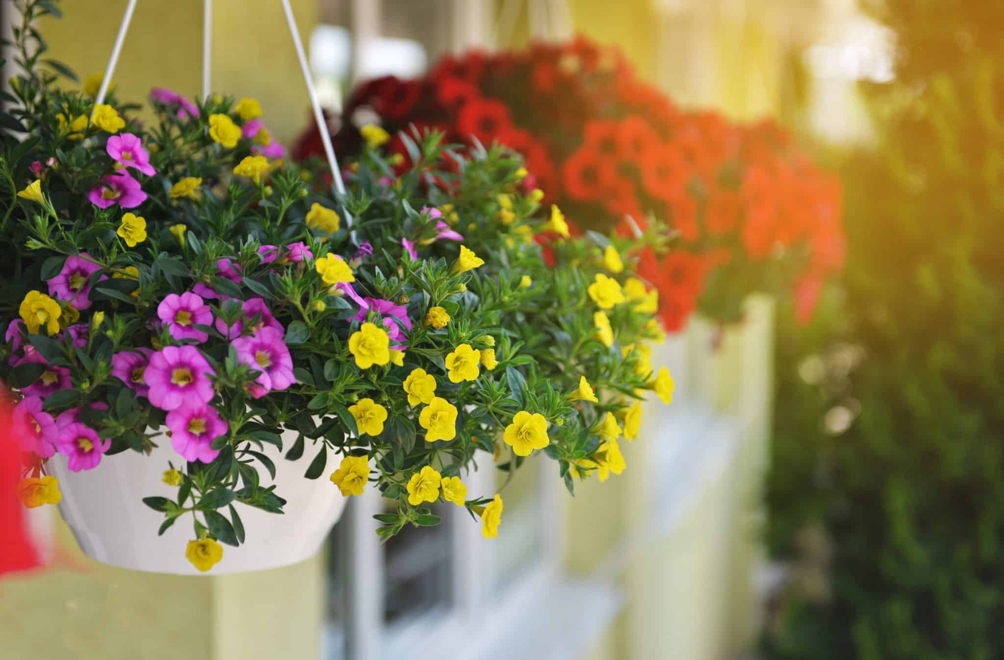 5 flores para cultivar na varanda: surpreenda-se!