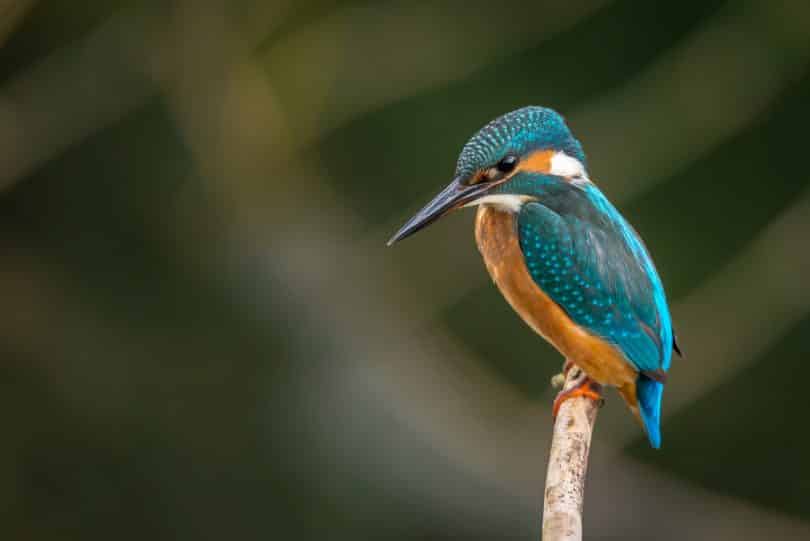 Passarinho azul.