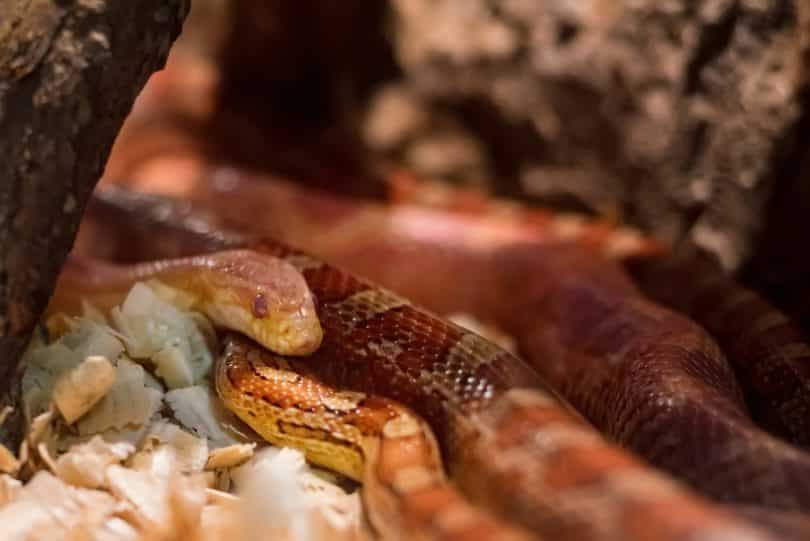 Cobras laranjas e vermelhas